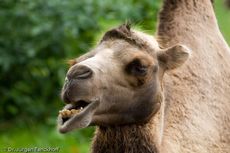 Kamel (35 von 108).jpg